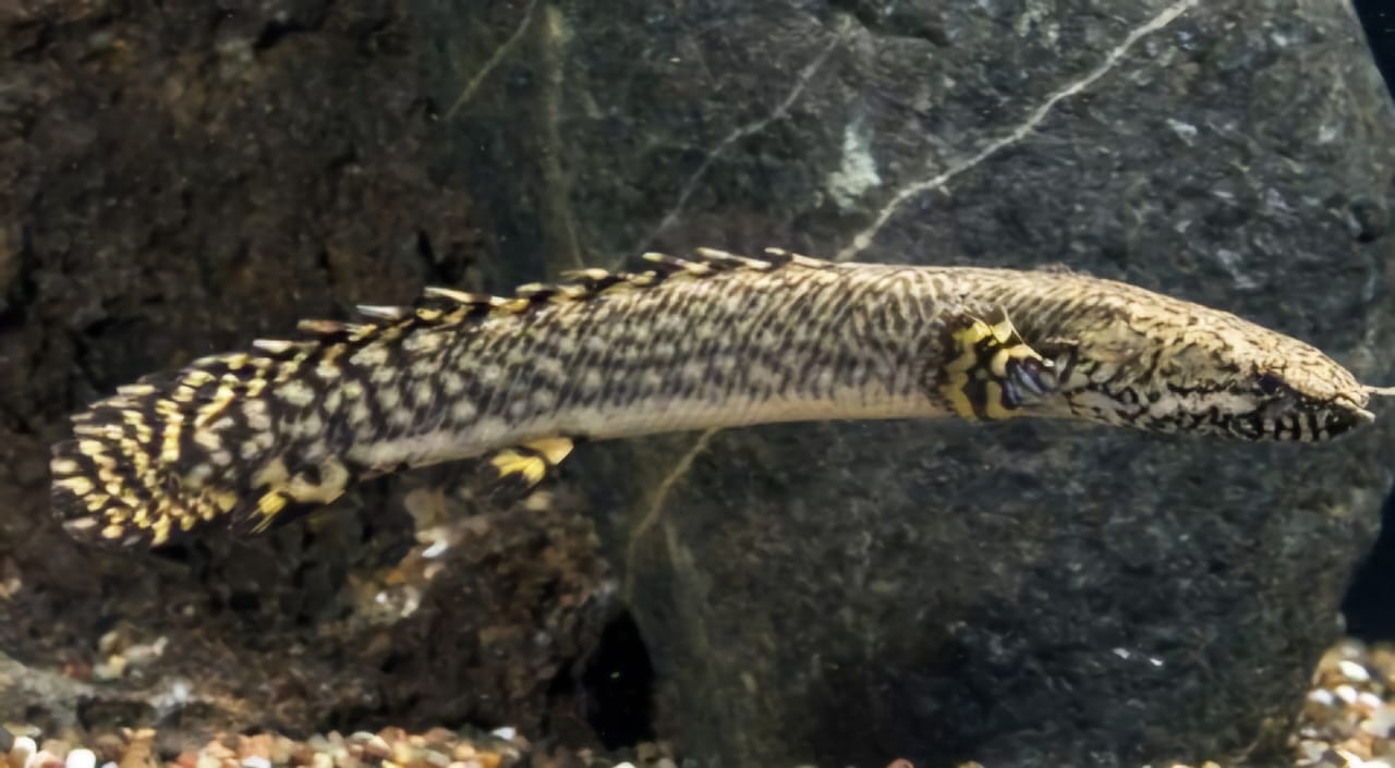Ikan Palmas, Ikan Purba Dipercaya Bawa Keberuntungan