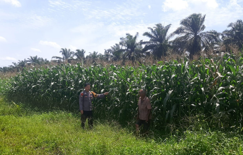 Polsek Kandis Gencarkan Monitoring Lahan Jagung Dukung Program Ketahanan Pangan Nasional